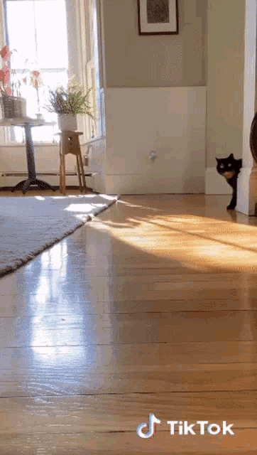 a tiktok video of a cat walking on a hardwood floor