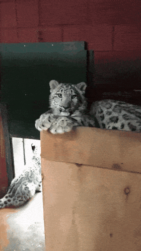 Snow Leopard Cute GIF - Snow Leopard Cute Tired GIFs