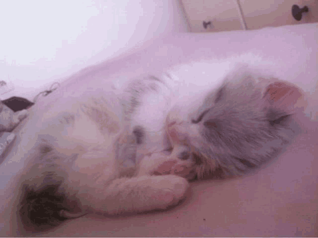 a kitten is sleeping on a pink blanket