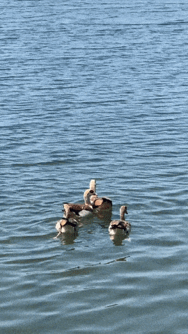 a group of ducks are floating on their backs in a body of water