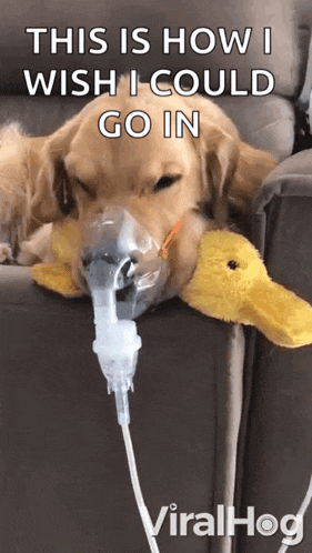 a dog is laying on a couch with an oxygen mask on its face .