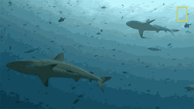 Shark Infested Waters When Sharks Attack GIF - Shark Infested Waters When Sharks Attack Watch Out For Sharks GIFs
