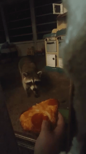 Raccoons Pizza GIF - Raccoons Pizza GIFs