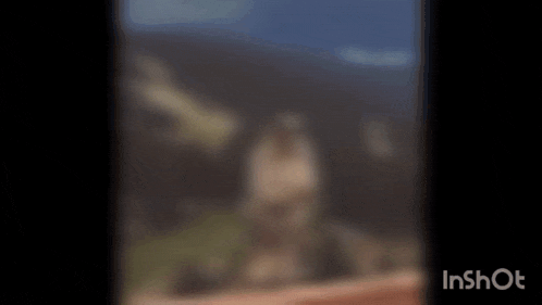 a squirrel standing on its hind legs with the words yoga wahana written above it
