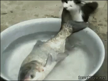 Gone Fishin GIF - Cats Fish Cute GIFs