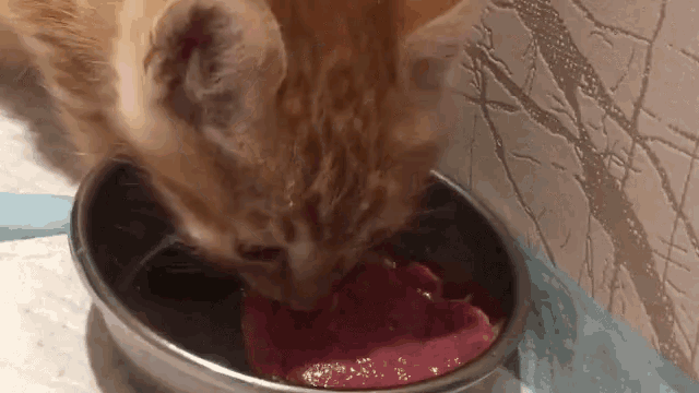a close up of a cat eating from a metal bowl