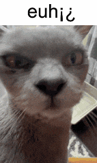a close up of a cat 's face with the word euh written above it
