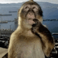 a monkey is standing in front of a body of water with mountains in the background .