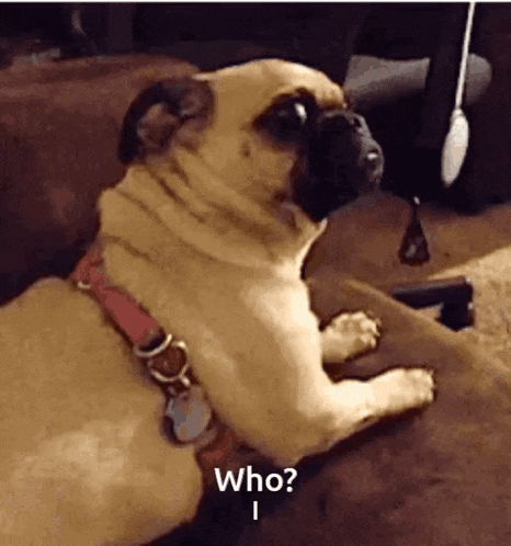 a pug dog is laying down on a couch and looking at the camera .
