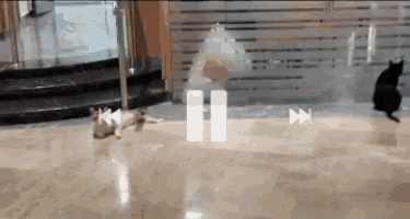 two cats are playing a video on a floor with a pause button