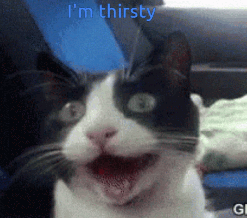 Funny Cat Open GIF - Funny Cat Open Im Thirsty GIFs