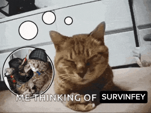 a picture of a cat with a caption that says me thinking of survivey