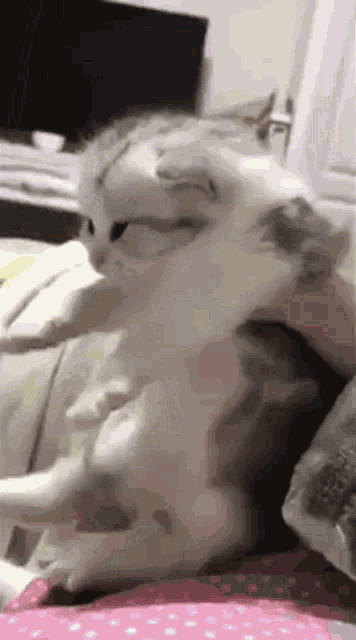 a cat is sitting on a bed with its legs crossed and looking at the camera .