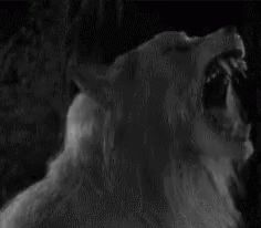 Werewolf Horror GIF - Werewolf Horror Monster GIFs