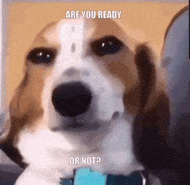 Are You Ready Or Not Evil Dog GIF - Are You Ready Or Not Evil Dog Grin GIFs