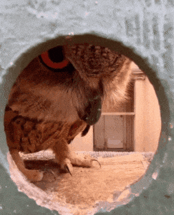 a close up of an owl looking through a hole
