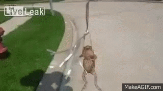 Frog Hanging GIF - Frog Hanging GIFs