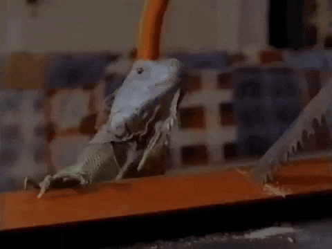 a lizard is sitting on a wooden table while a person is cutting it with a saw .