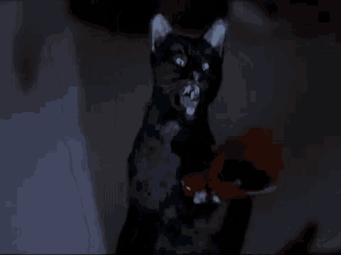 a black cat is holding a pumpkin in its paws in a dark room .