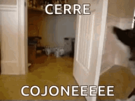 a dog is jumping into a closet with a caption that says cerre cojoneeee .
