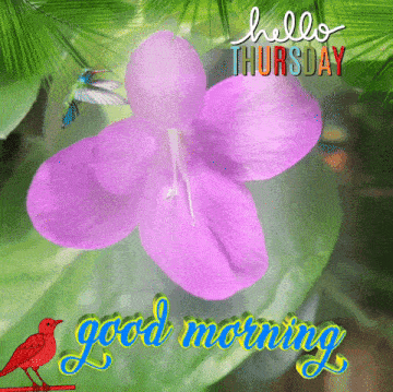 a purple flower with the words hello thursday good morning written on it