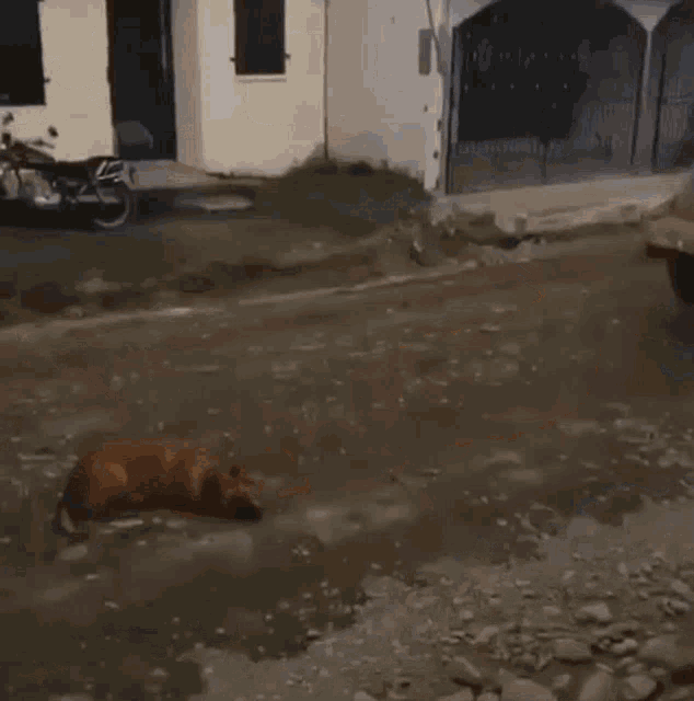 a dog is laying on the ground in front of a large roller .
