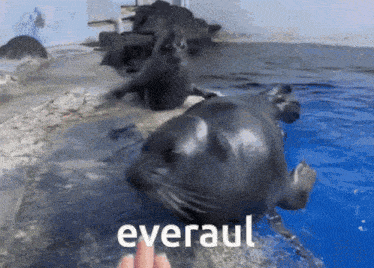 a person is petting a seal in the water with the word everaul written on the bottom