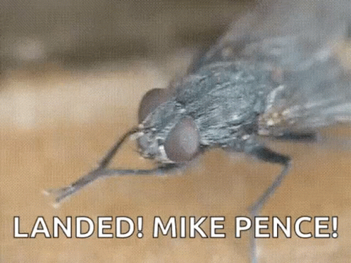 Fly Insect GIF - Fly Insect Bug GIFs