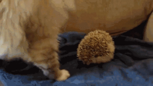 Prickle Puss GIF - Hedgehog Cat Sit GIFs