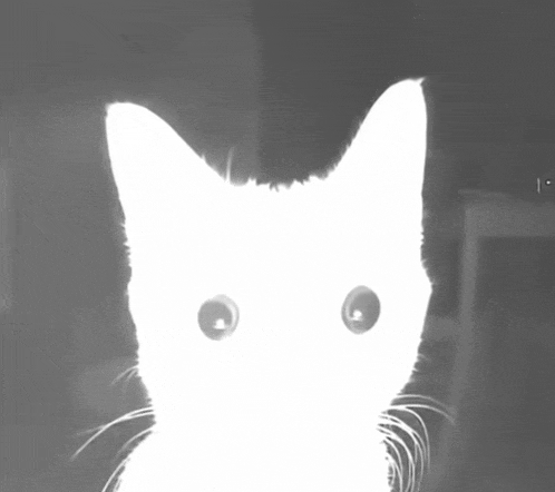 a black and white photo of a cat 's face and eyes