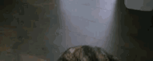 a close up of a cat 's head on a wooden floor .