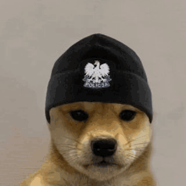 a dog is wearing a black beanie with a eagle on it .
