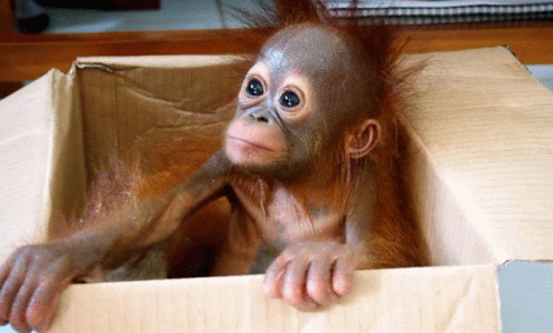 Monkey In Box GIF