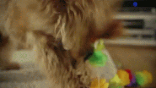 Crazy Puppy Party GIF - Puppy Dog Cool GIFs