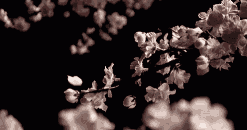 a bunch of flowers on a branch with a black background
