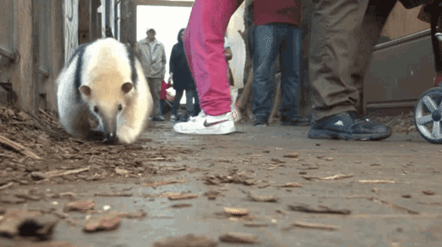 a person wearing nike shoes is standing next to a large anteater