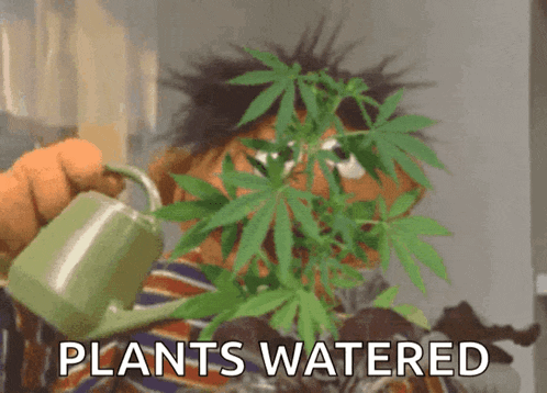 ernie from sesame street watering a marijuana plant