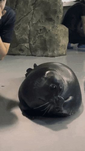 a seal is laying on its back on a white floor