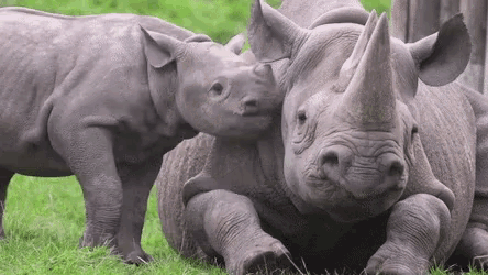 Rhino Sweet GIF - Rhino Sweet Affectionate GIFs