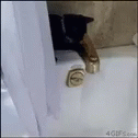 Cat Tub GIF - Cat Tub Water GIFs