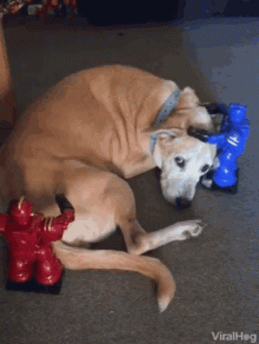 Pet Dog Dog GIF - Pet Dog Dog Robot GIFs