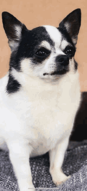 a black and white chihuahua sitting on a blanket looking at the camera