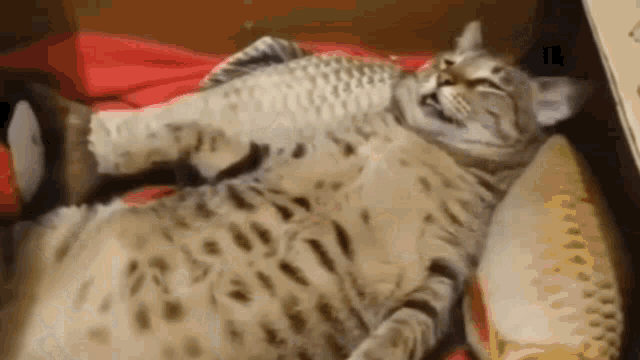 Salamaleikum Nebesa Visoki Cat Sleep GIF - Salamaleikum Nebesa Visoki Cat Sleep GIFs