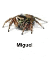 a picture of a jumping spider with the name miguel written below it .