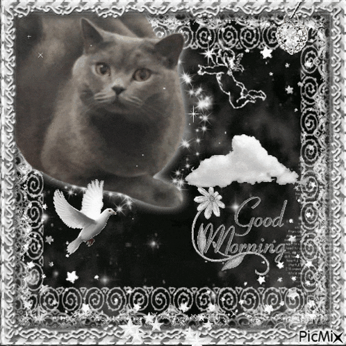 a black and white photo of a cat and a bird with the words good morning