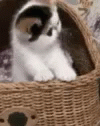 I See It Kitten GIF - I See It Kitten GIFs