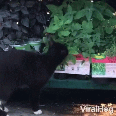 Cat Biting Plant Curious GIF - Cat Biting Plant Curious Catnip GIFs