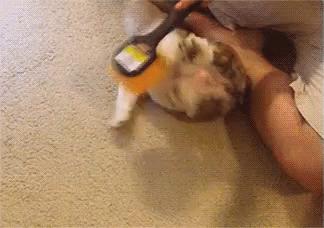 Tickle Attack GIF - Tickle Brush Dog GIFs