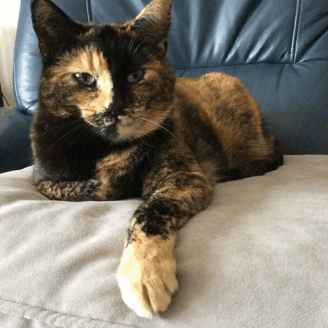a calico cat laying on a couch with its paws crossed