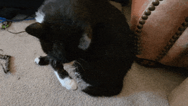 a black and white cat playing with a toy